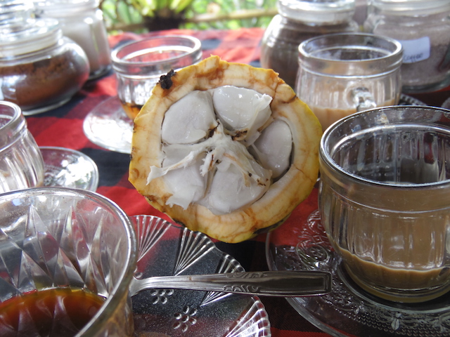 Bali Kaffeplantage51