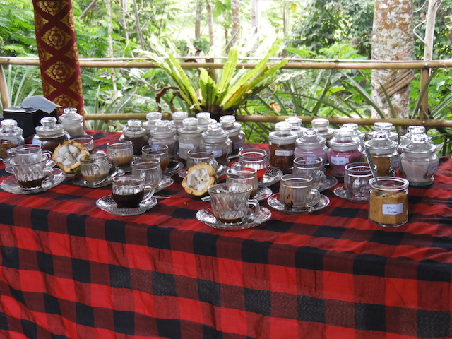 Bali Kaffeplantage52